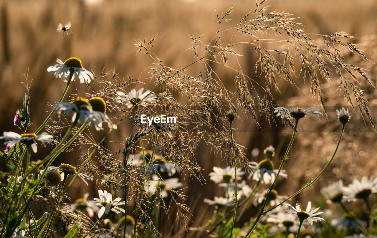 Close-up of flowering plants on field