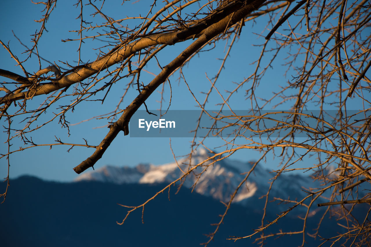 Low angle view of branches against sky