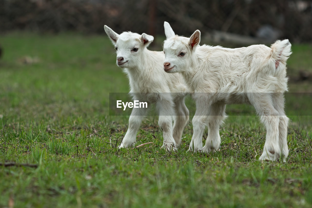 Kid goats on field