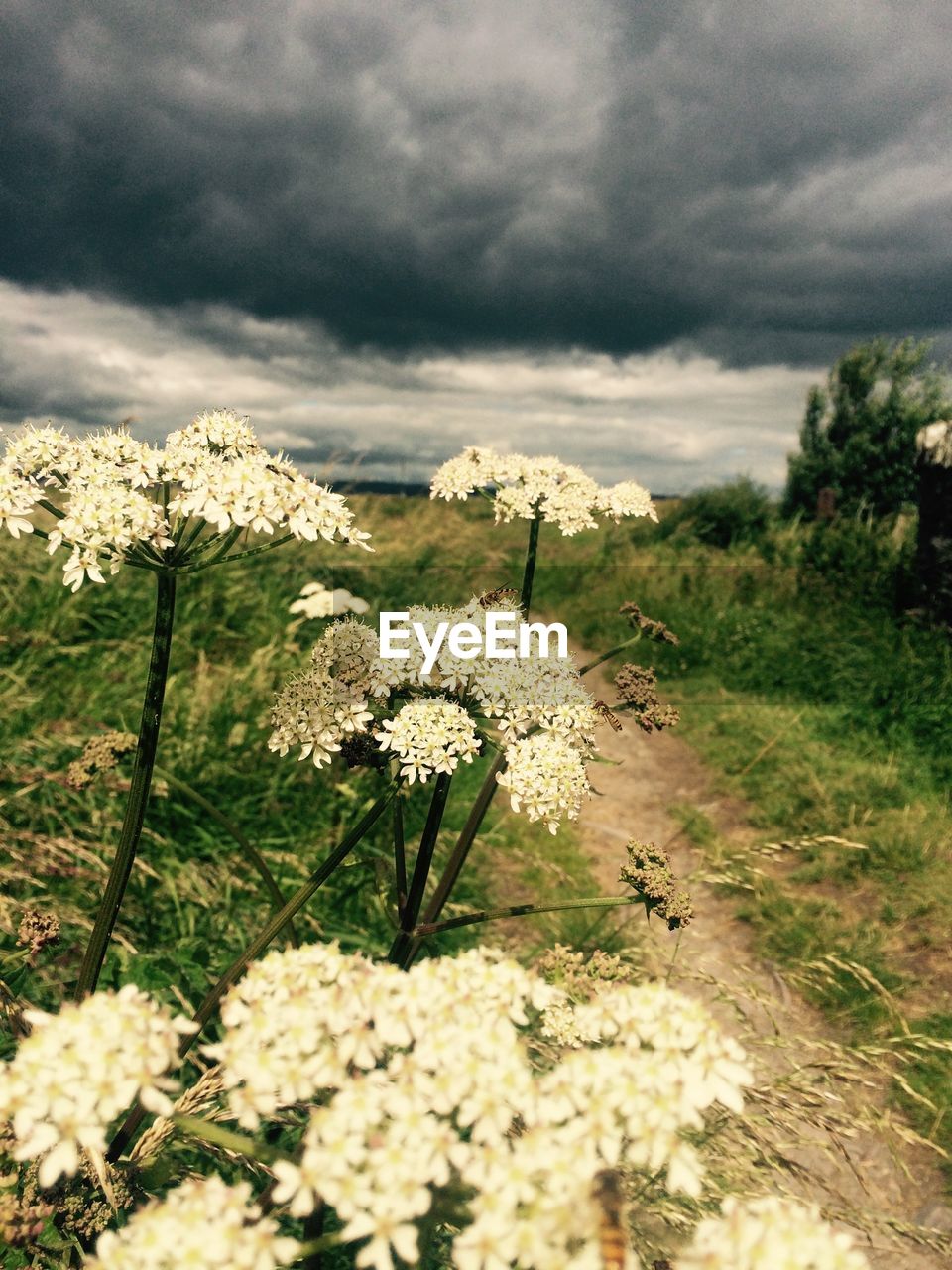 SCENIC VIEW OF FIELD AGAINST CLOUDY SKY