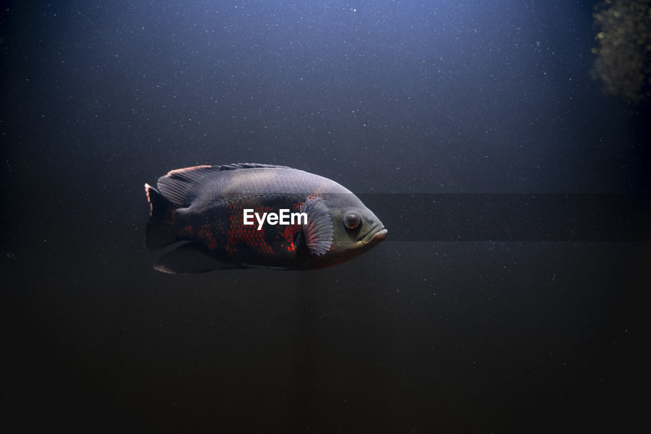 Oscar fish swimming under water on dark background