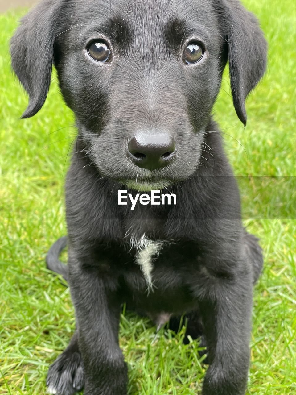 Close-up of black dog