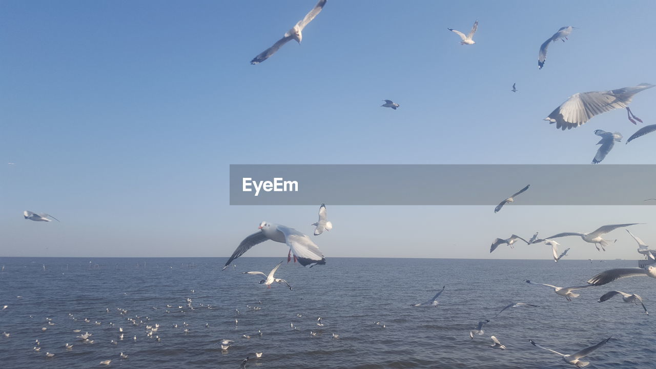 BIRDS FLYING OVER SEA