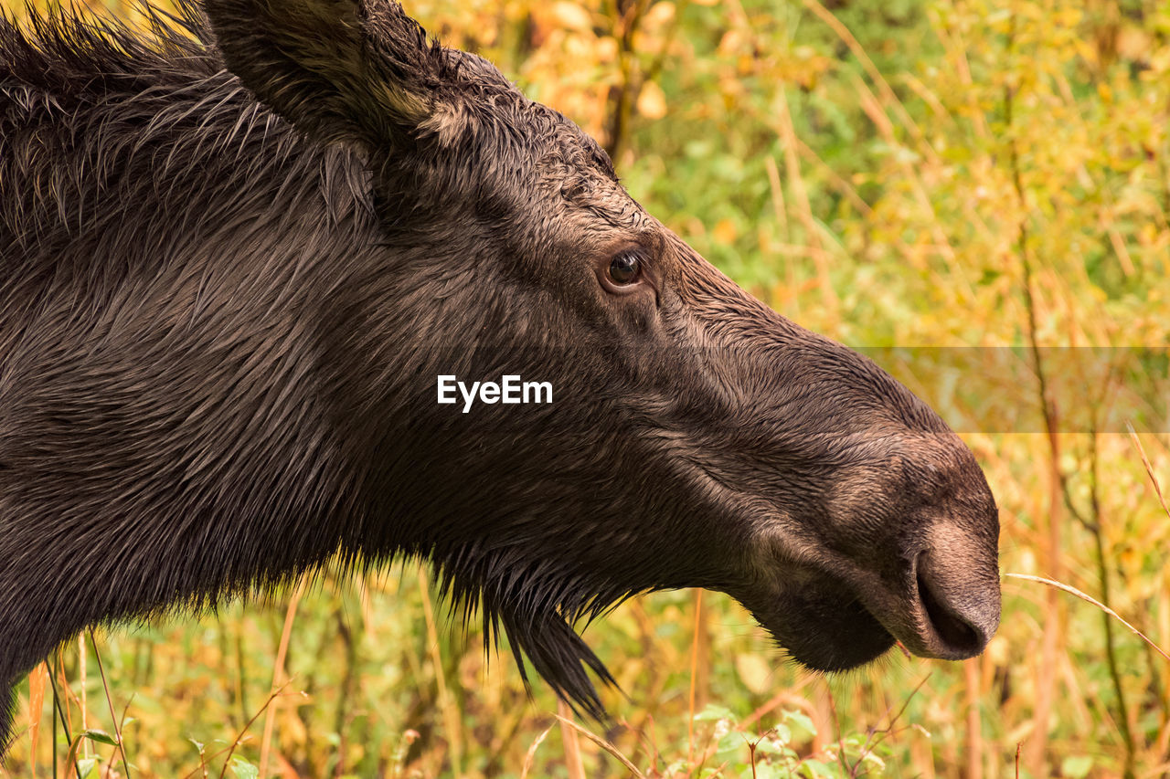 Close-up of moose