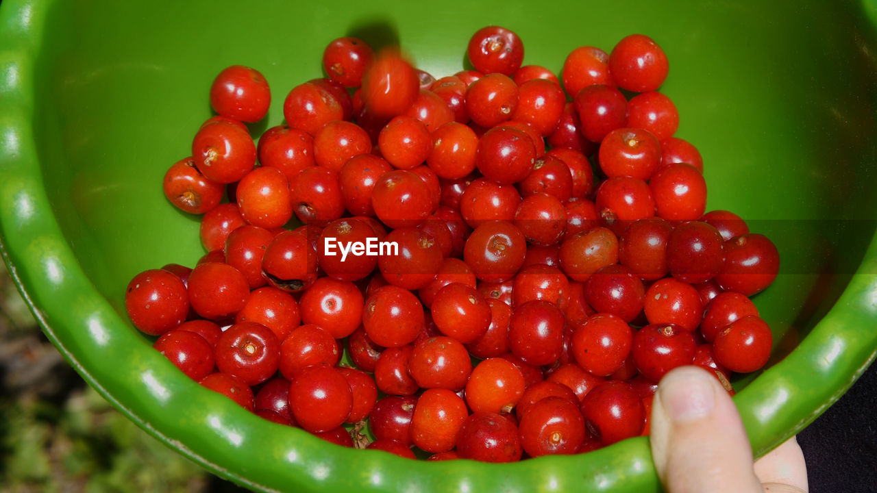 food, food and drink, red, healthy eating, fruit, tomato, plant, produce, hand, freshness, vegetable, wellbeing, holding, one person, close-up, large group of objects, green, berry, abundance, flower, nature, lifestyles, ripe, bowl, organic, juicy