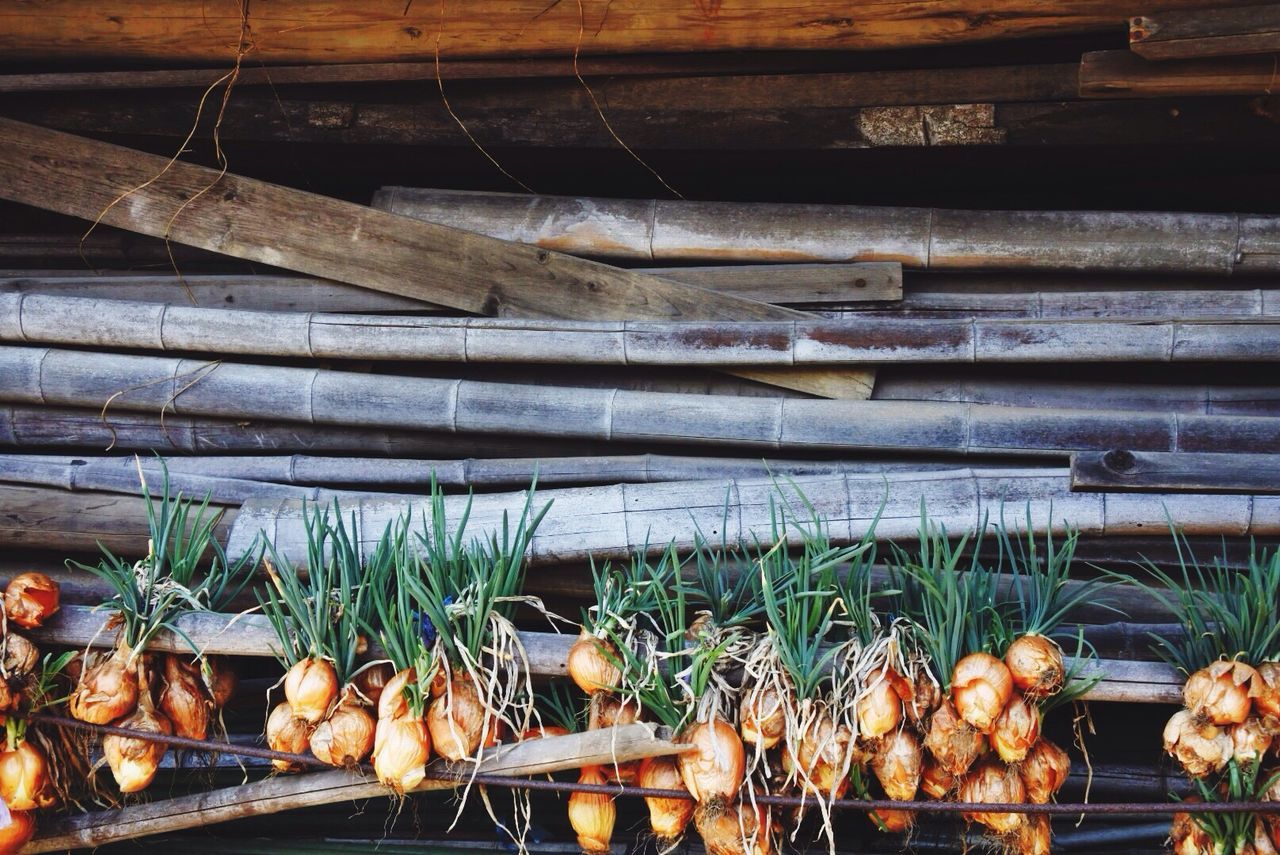 Close-up of spring onions