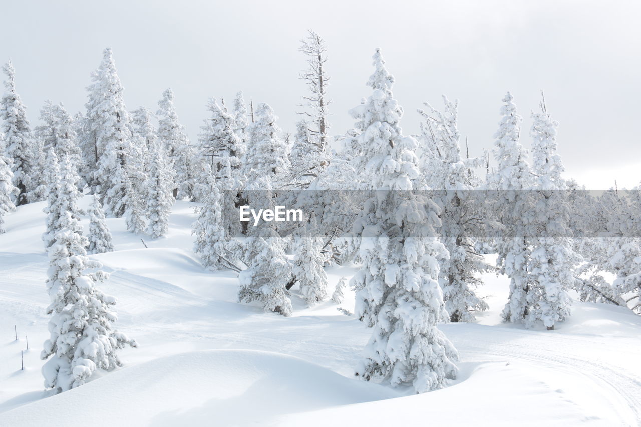 Snow covered trees in forest