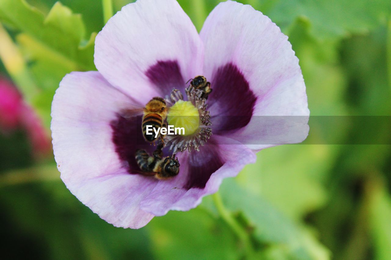 CLOSE-UP OF HONEY BEE POLLINATING ON PURPLE FLOWER