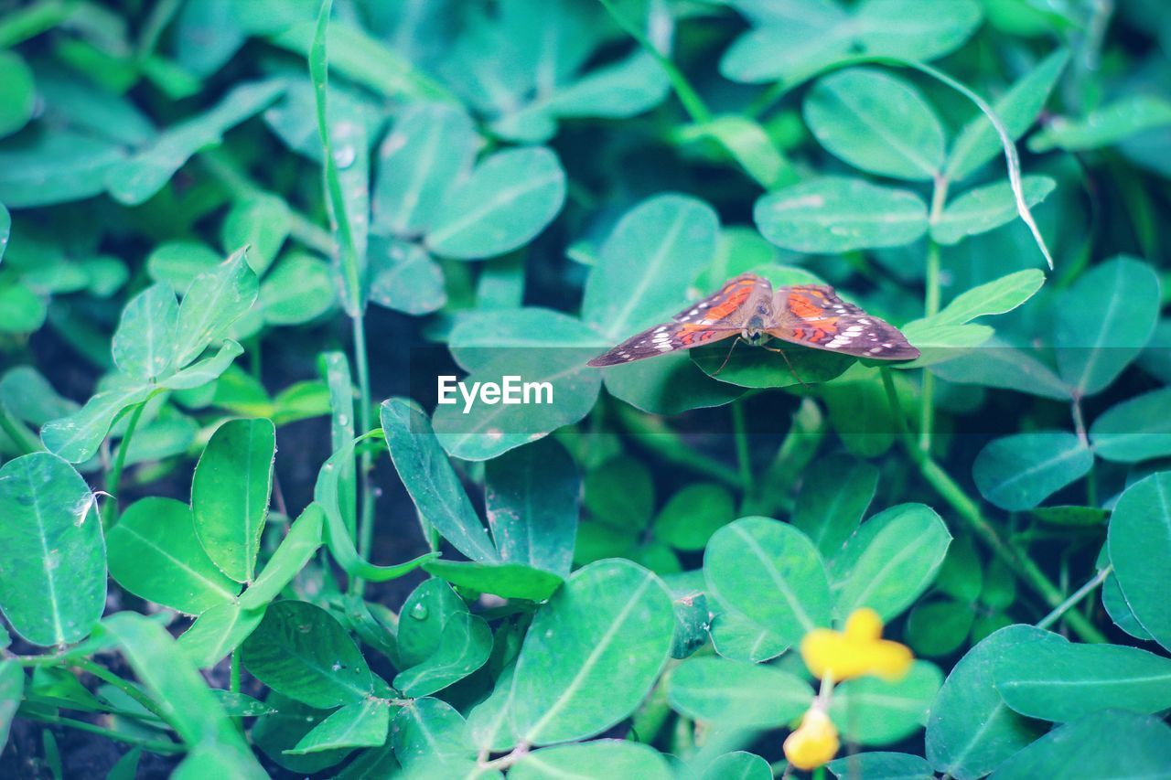 CLOSE-UP OF SNAKE ON PLANT