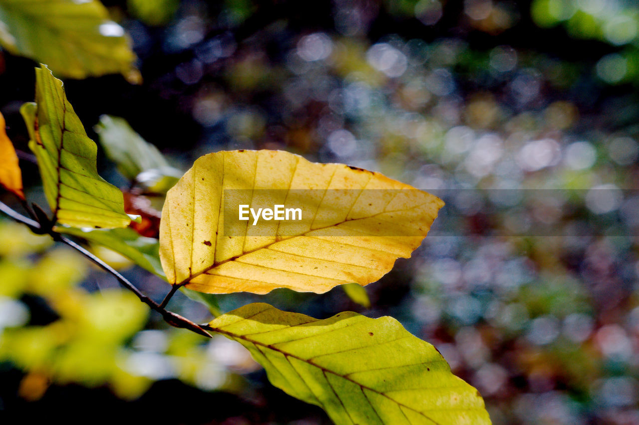 Close-up of yellow leaf during autumn