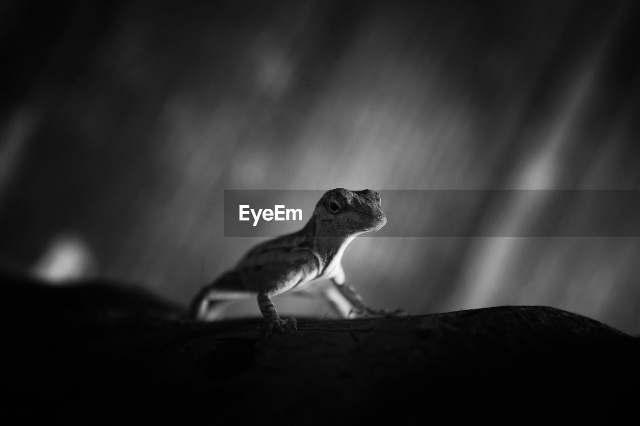 Close-up of lizard on rock