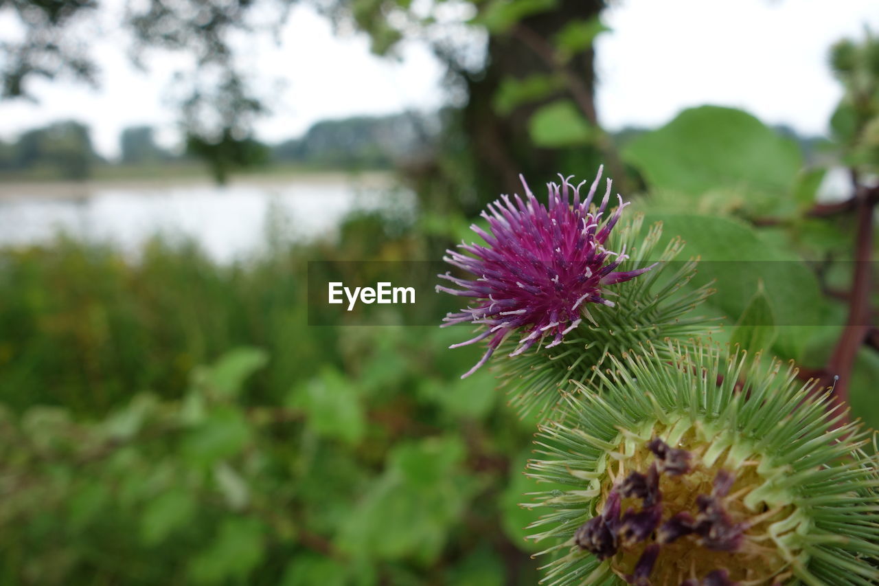 CLOSE-UP OF PURPLE FLOWER