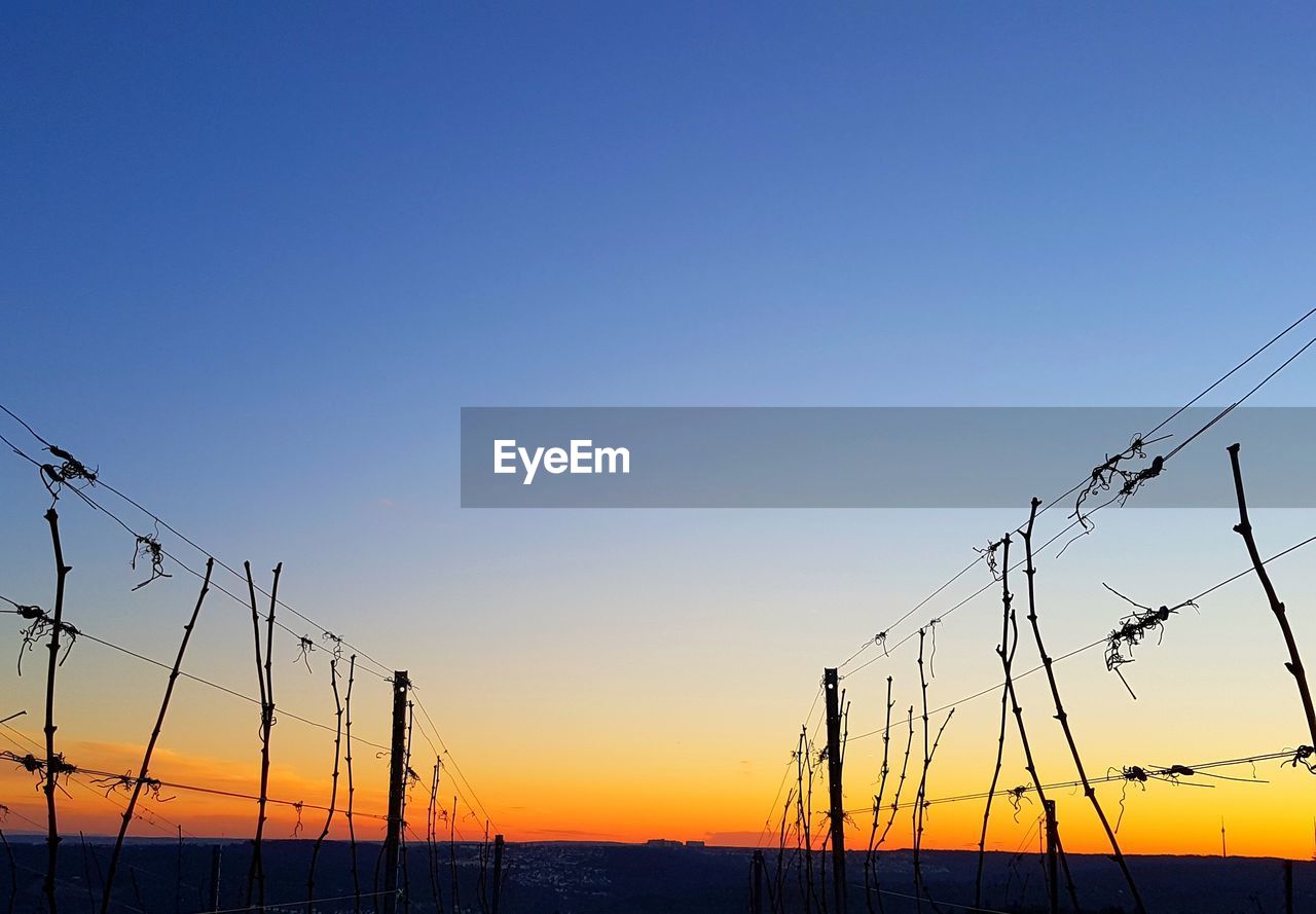 LOW ANGLE VIEW OF TREES AGAINST SKY
