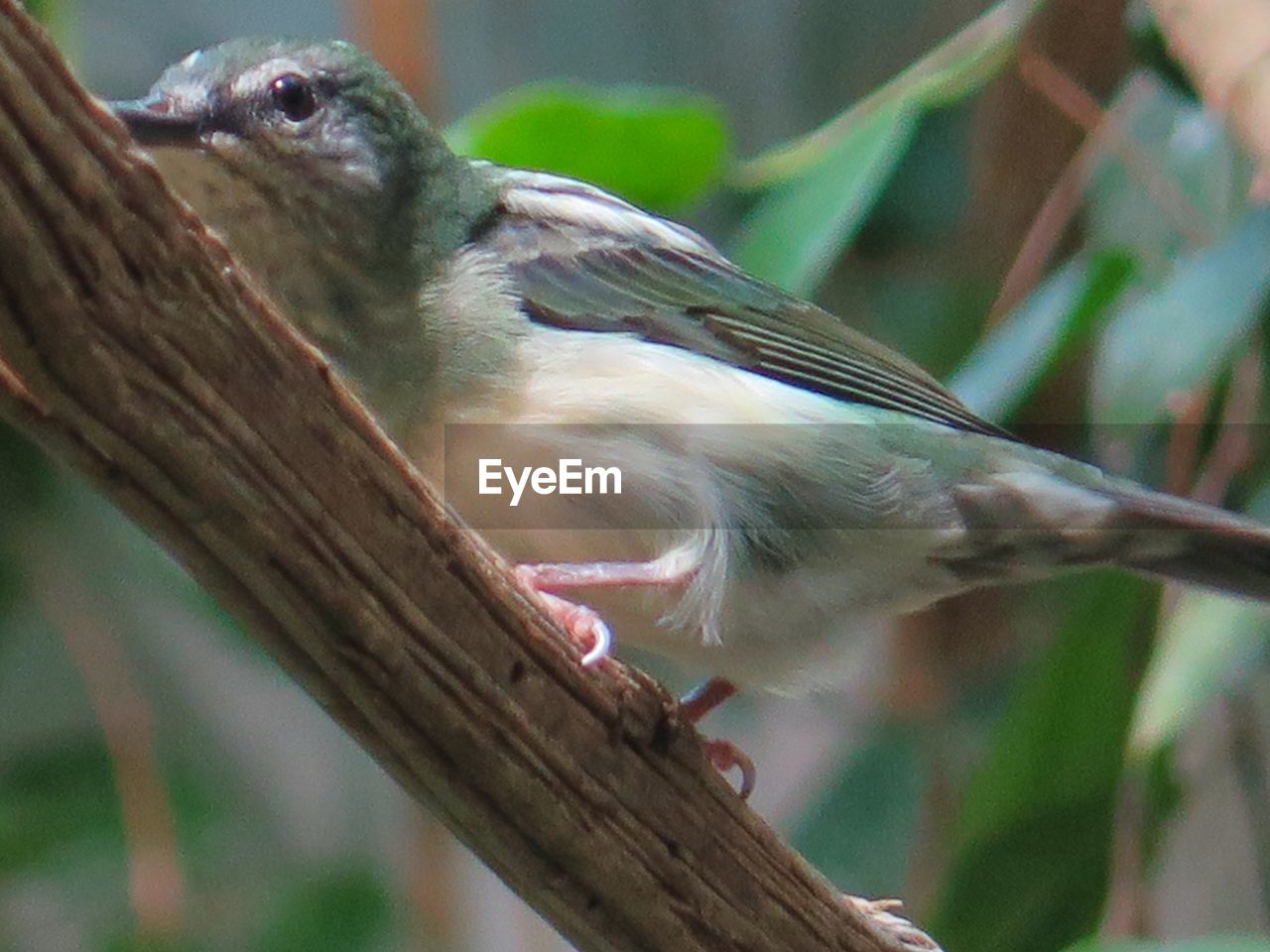 CLOSE-UP OF BIRD PERCHING ON TREE TRUNK