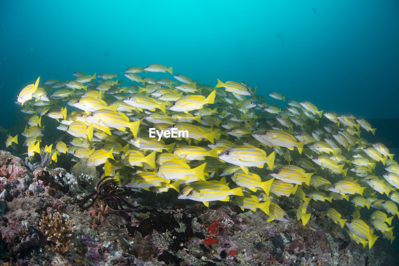 School of blue banded snapper ,wide angle