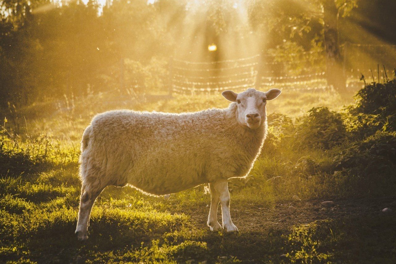 Side view of a sheep on landscape