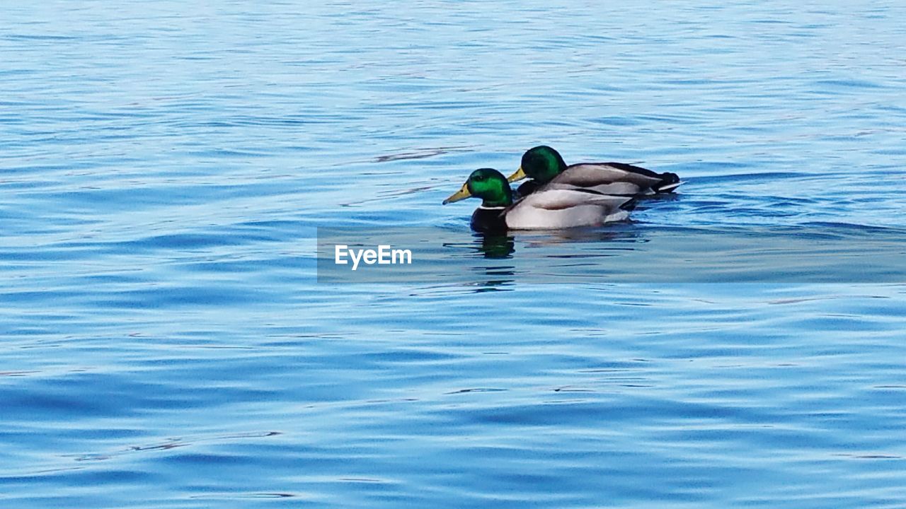 High angle view of mallard ducks swimming in lake