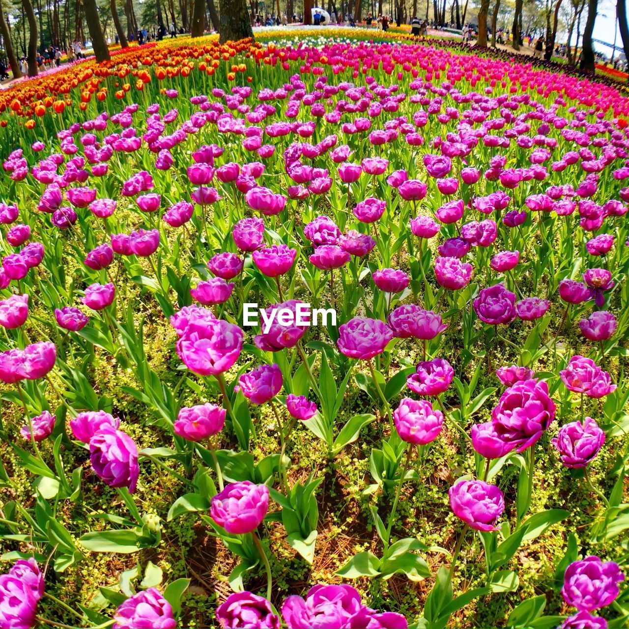 High angle view of purple flowers blooming in park