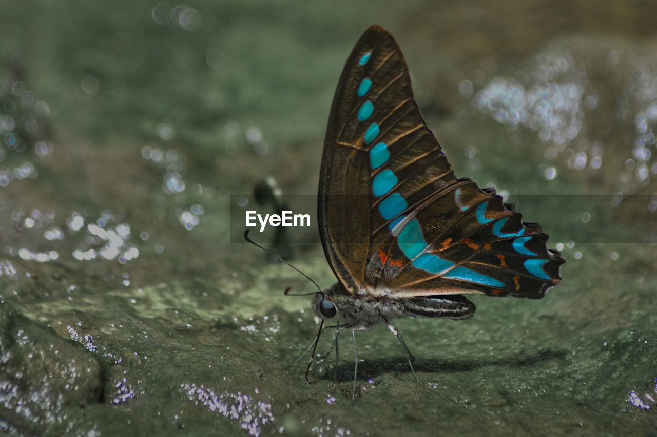 Close-up of butterfly on moss