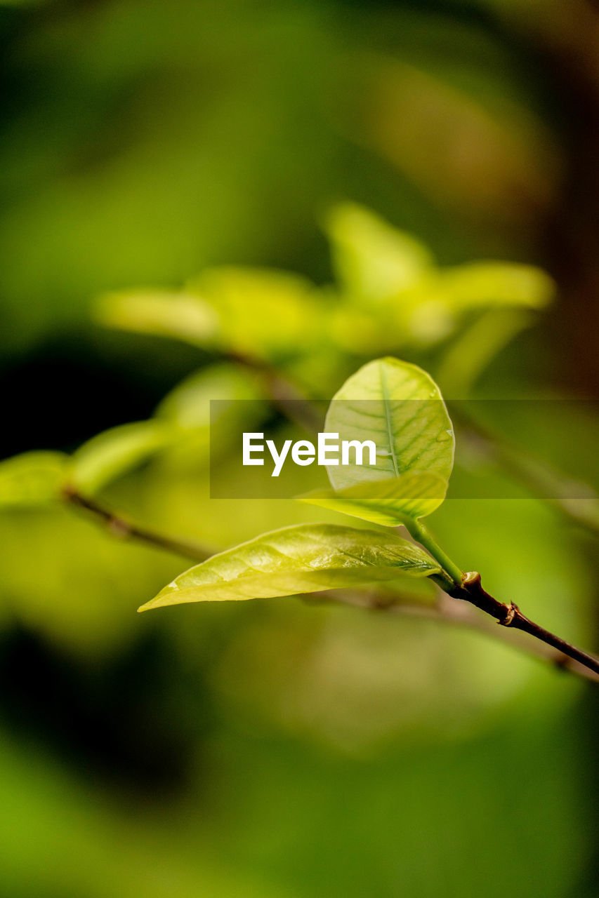 Close-up of fresh green leaves