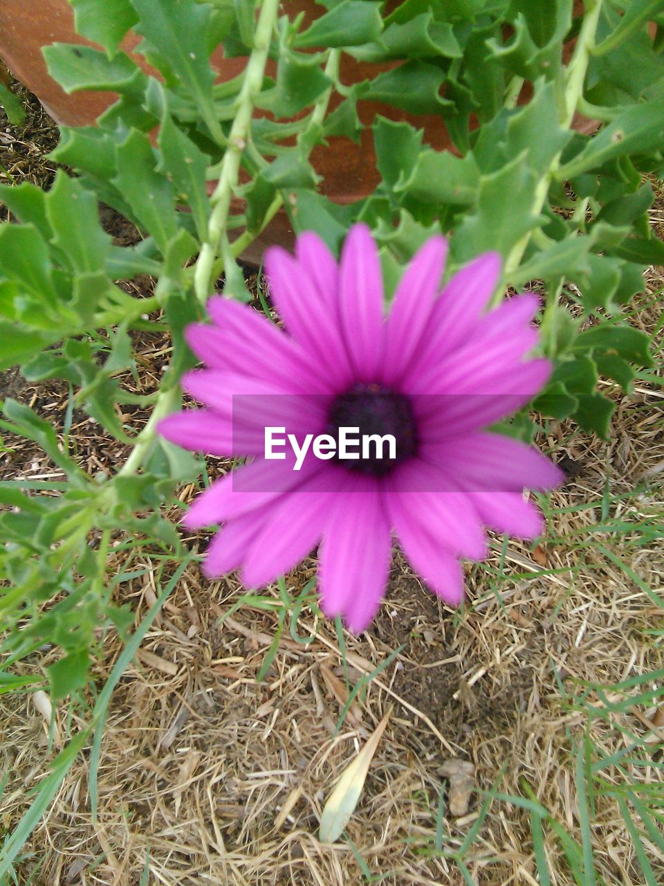 HIGH ANGLE VIEW OF PURPLE FLOWER BLOOMING IN FIELD