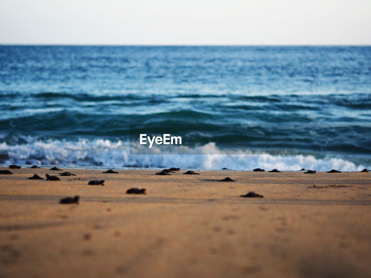 Scenic view of turtles on beach against sky