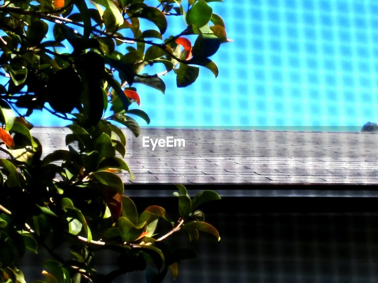 LOW ANGLE VIEW OF PLANTS