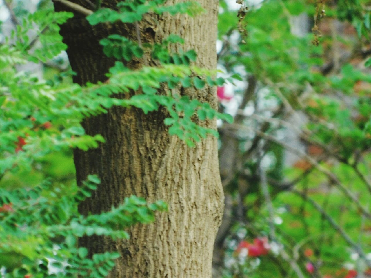 CLOSE-UP OF IVY GROWING ON TREE