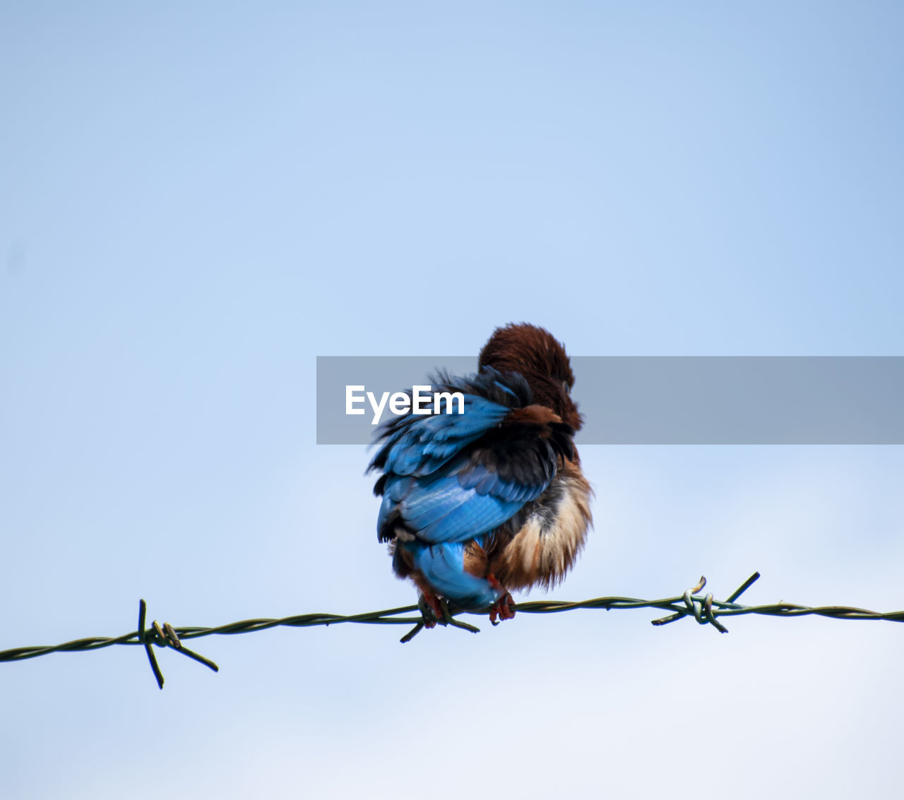 LOW ANGLE VIEW OF BIRD PERCHING ON METAL AGAINST BLUE SKY