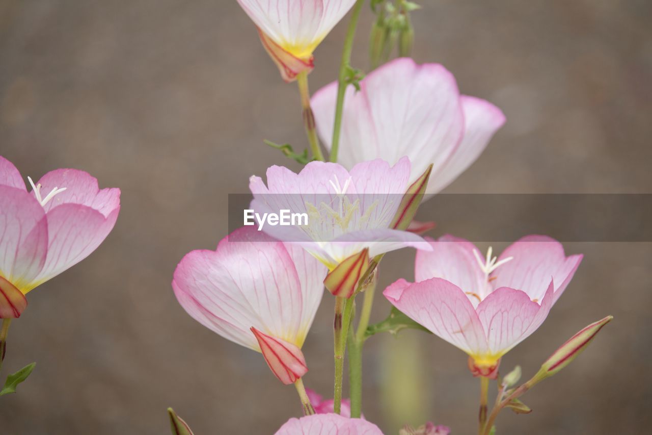 Close-up of pink flowering plants