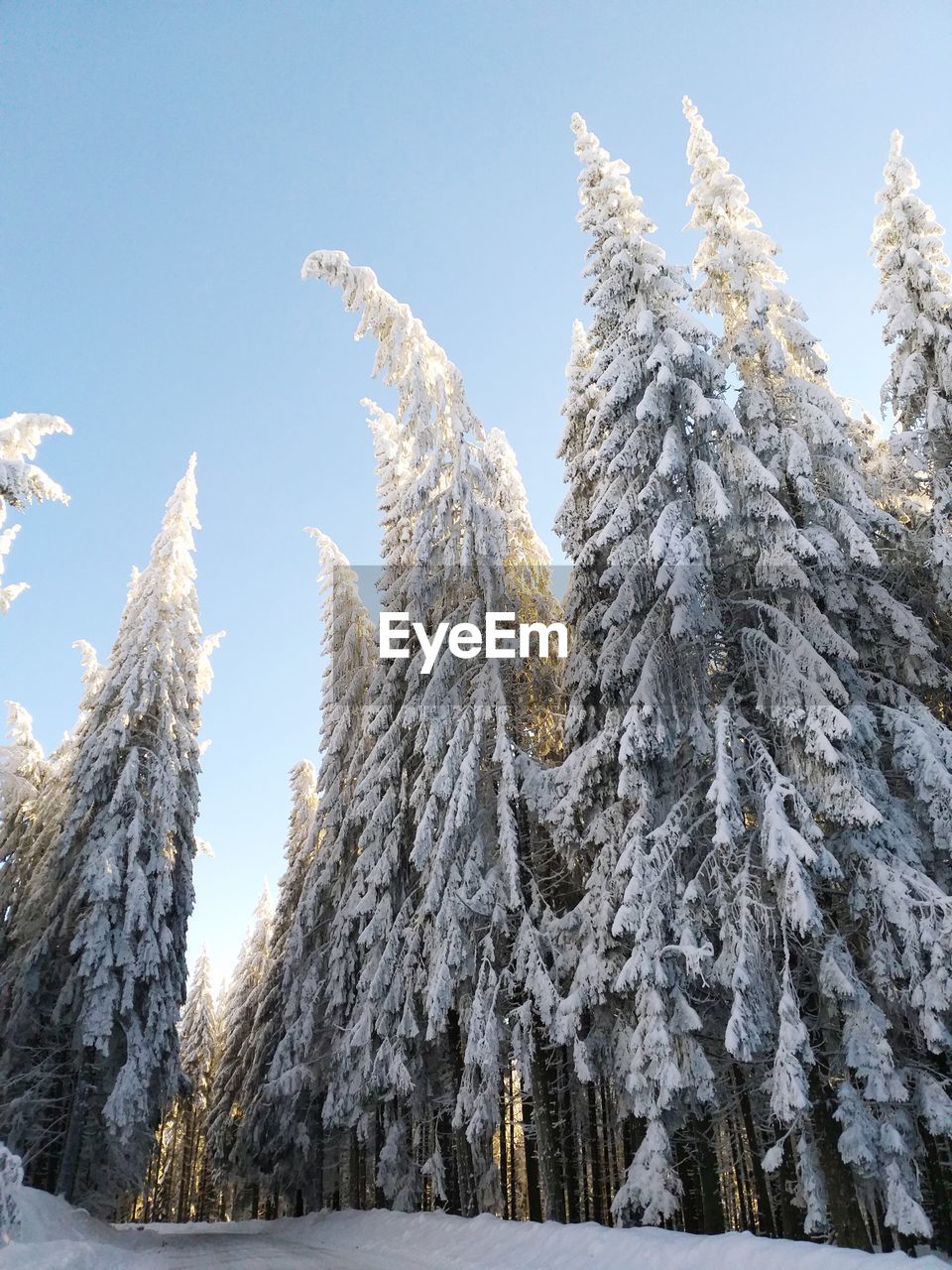 Low angle view of pine trees against sky during winter