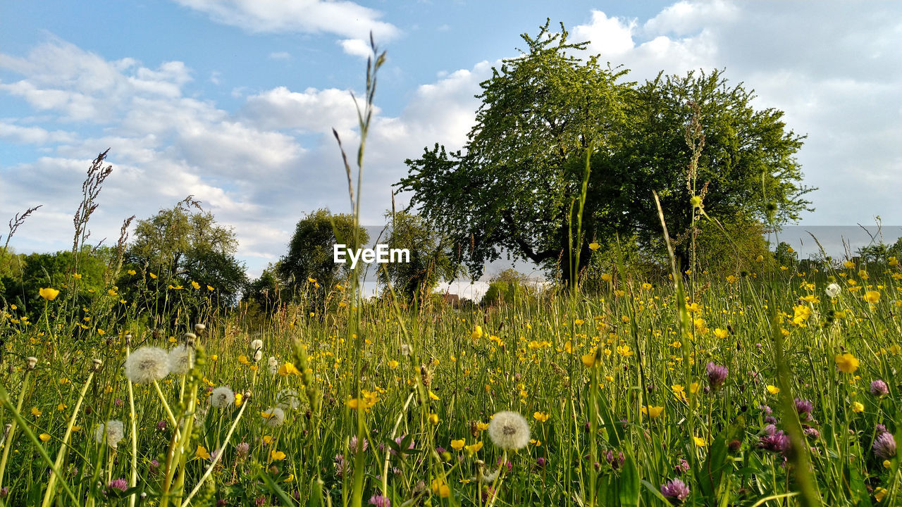 SCENIC VIEW OF GRASSY FIELD AGAINST SKY