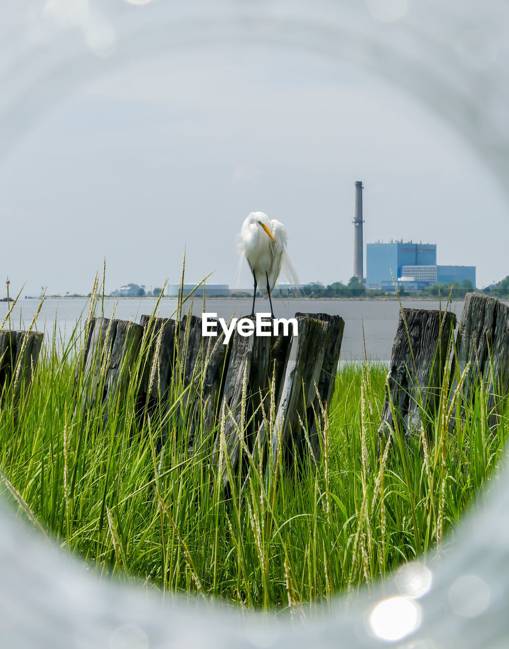 Great egret sitting on wood near ocean with ocean and factory building