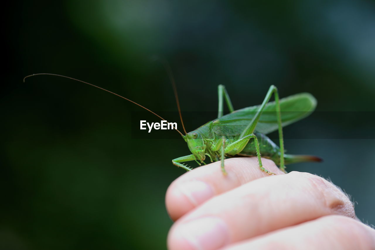 CLOSE-UP OF HAND HOLDING GRASSHOPPER