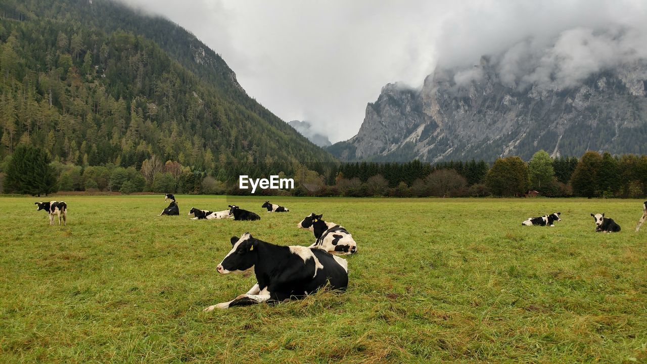 Cows grazing on field by mountains against sky