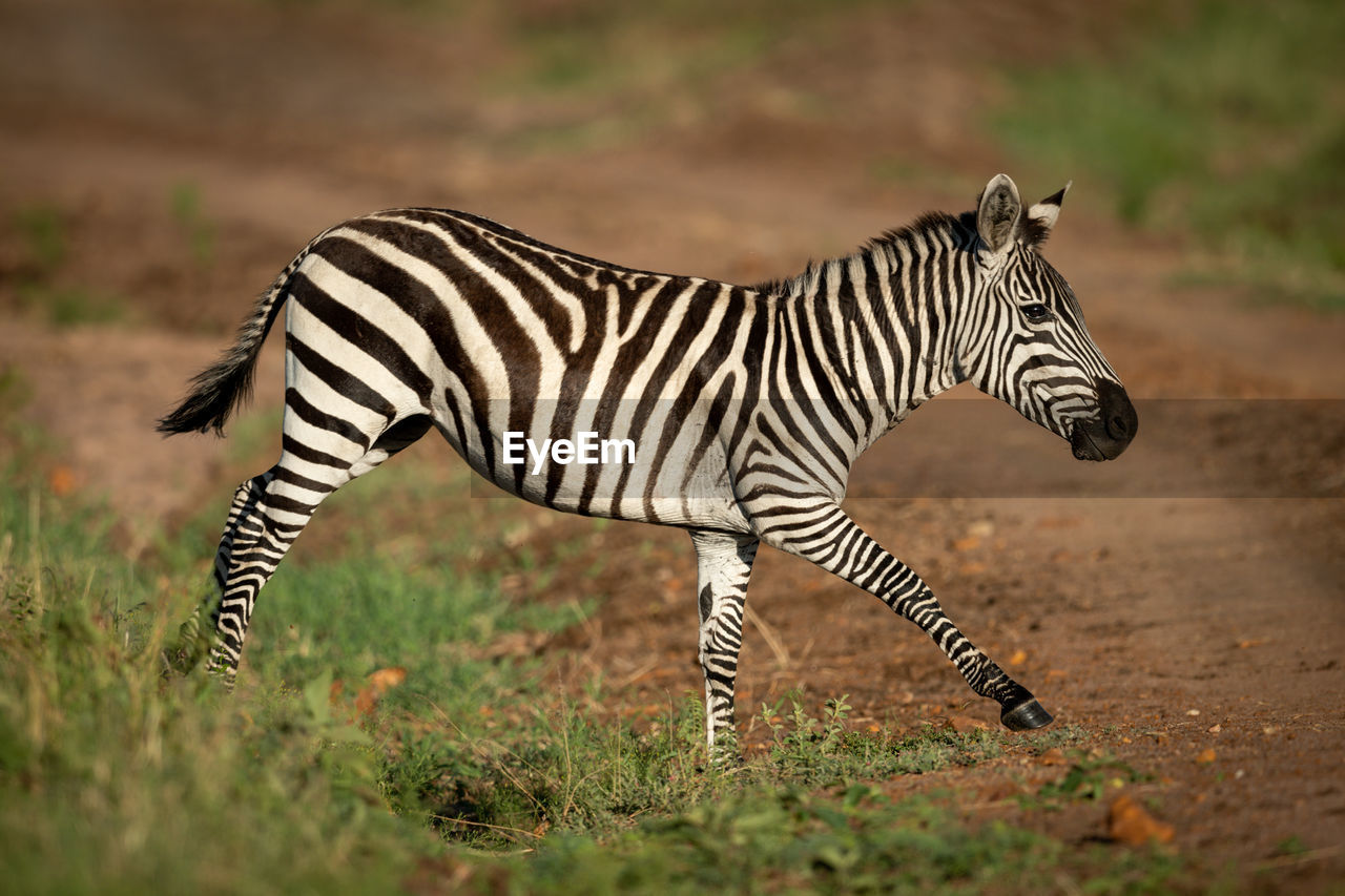 Plains zebra trots over ditch beside track