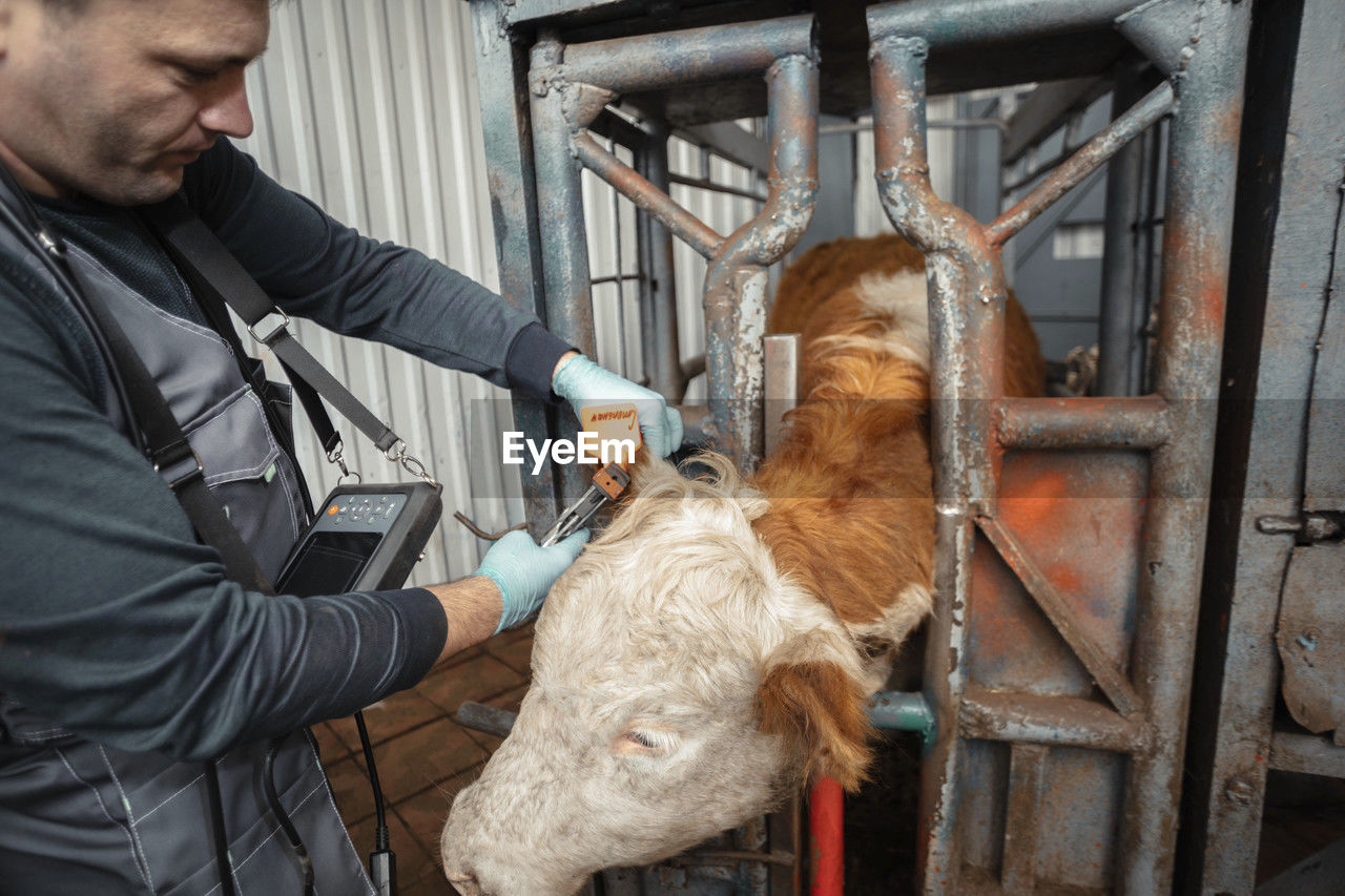 Farmer attaches ear tag to cattle, tags in ensuring traceability, accountability livestock industry
