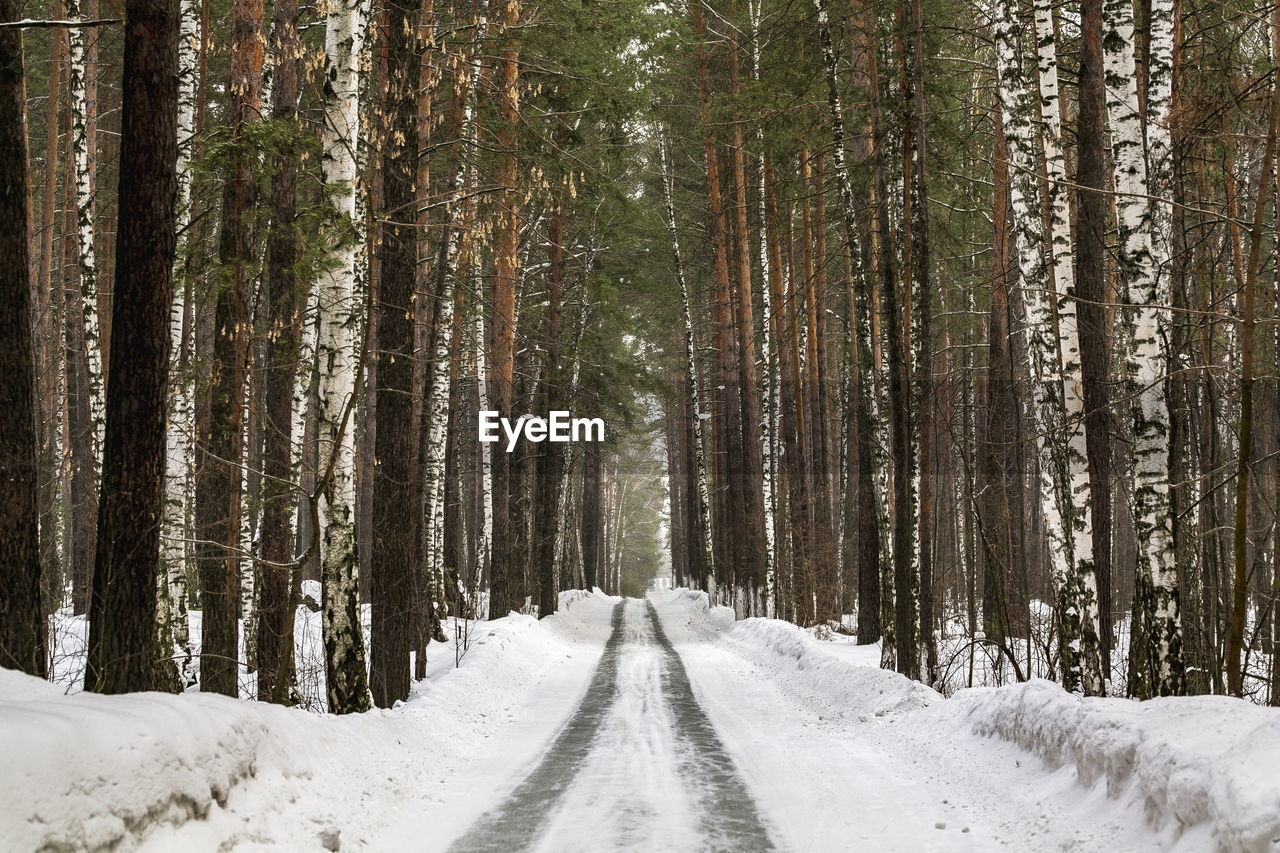 Snow covered road amidst trees in forest