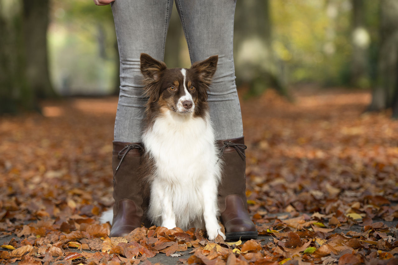 Pretty dog sitting between the legs of its owner outdoors in a autumn forest