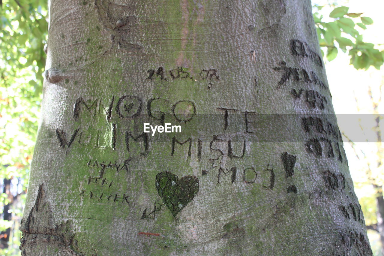 TEXT ON TREE TRUNK