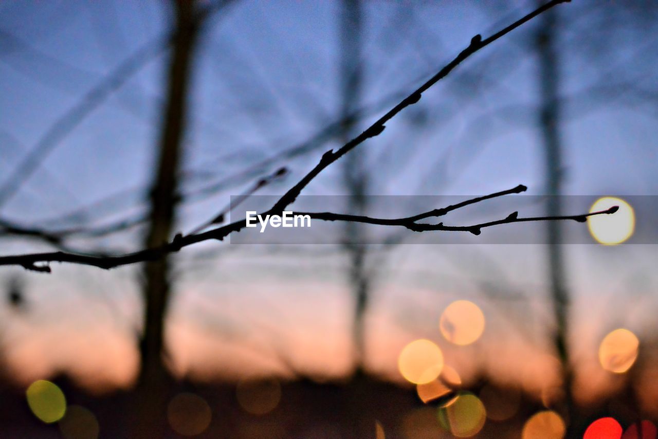 Close-up of dried plant against sky during sunset