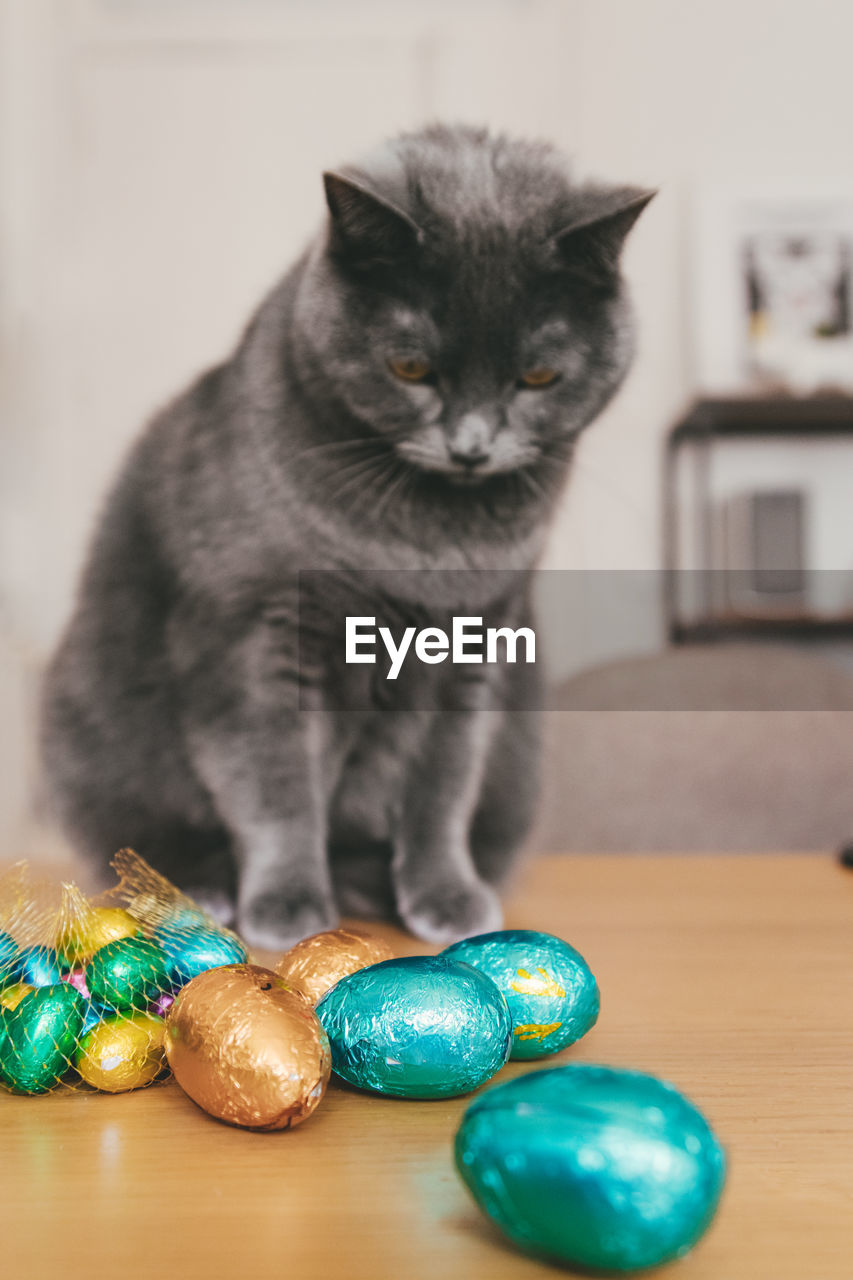 Close-up of cat on table with easter chocolate eggs