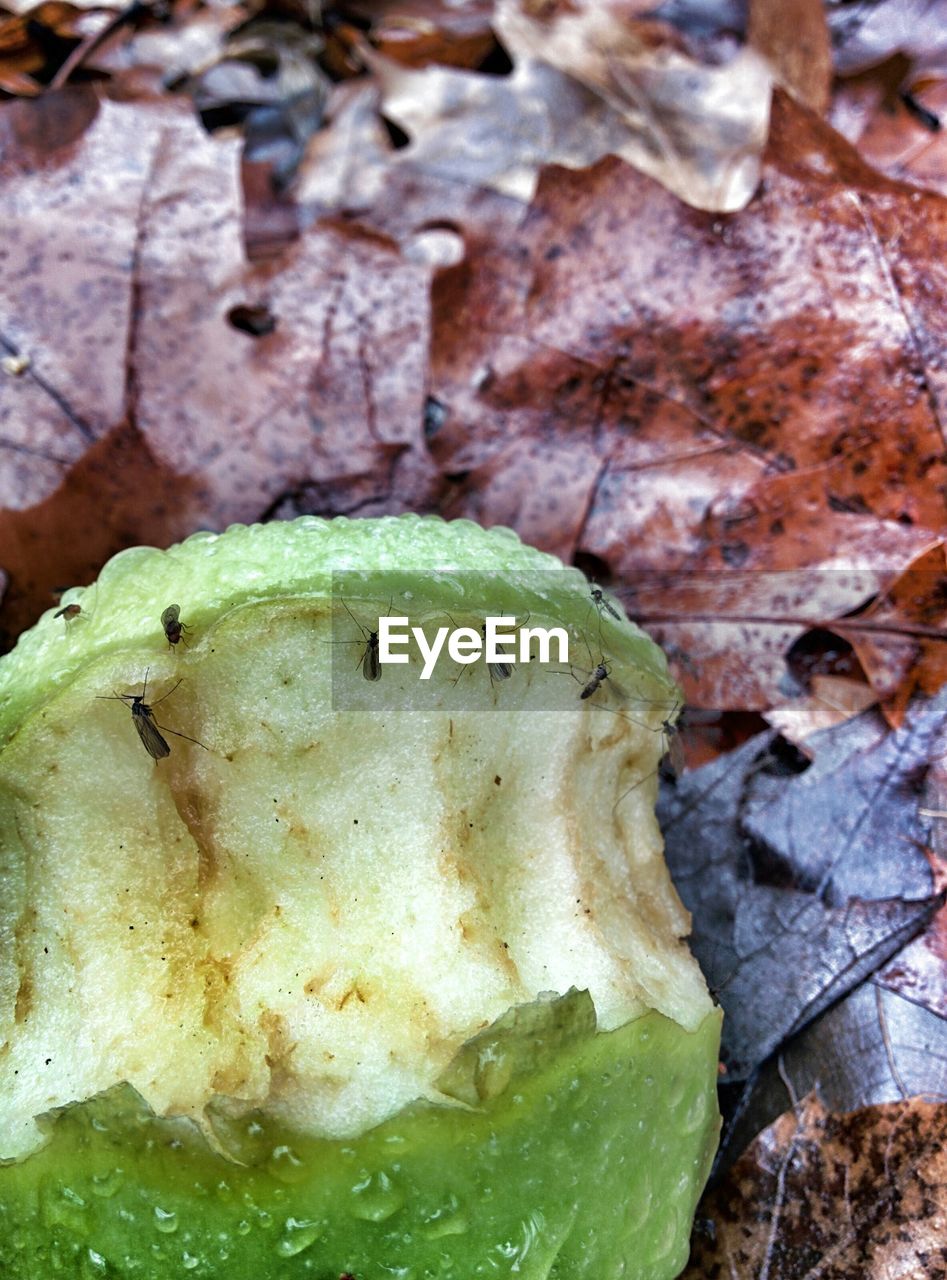 Insects on apple core