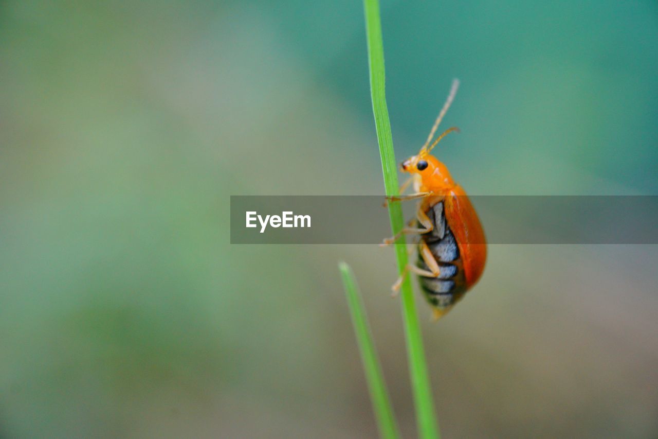 Close-up of bug on grass blade