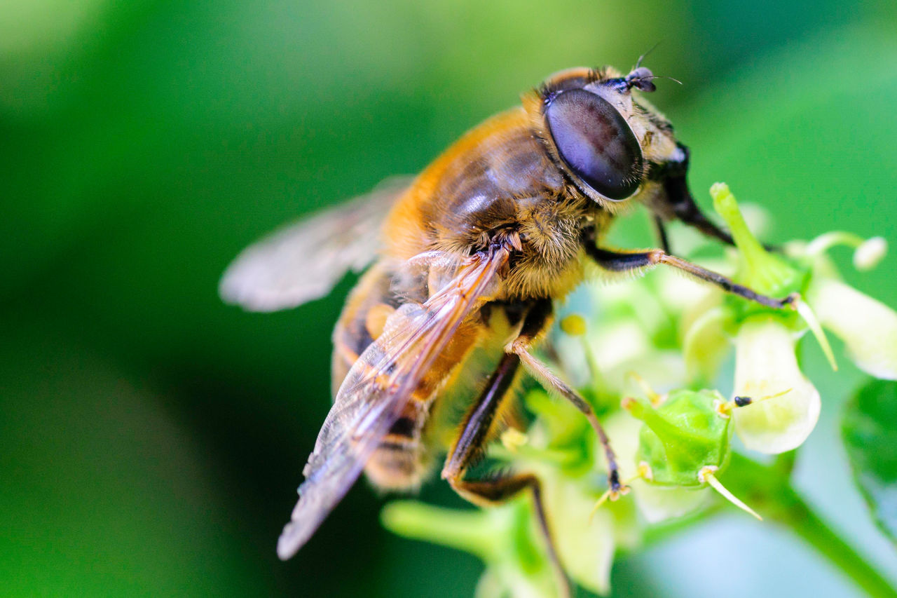 Close-up of bee pollinating flower