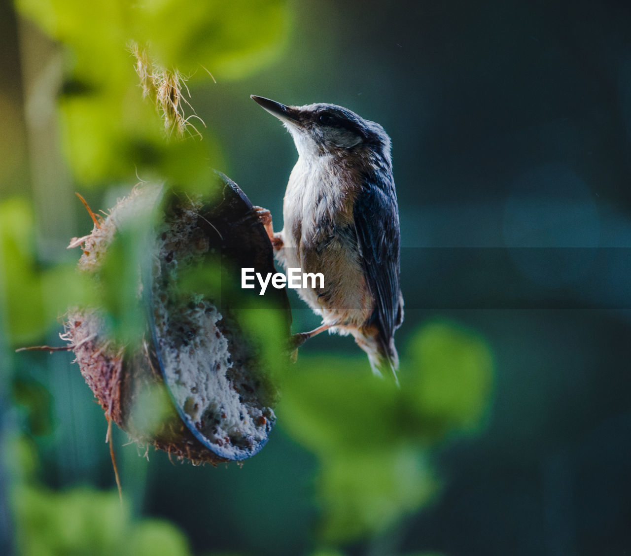 Close-up of bird perching on plant
