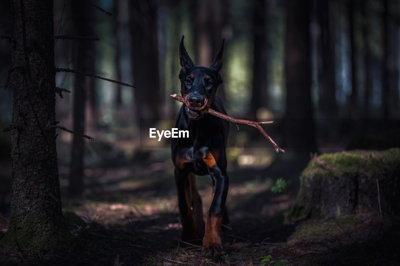 Portrait of dog in forest