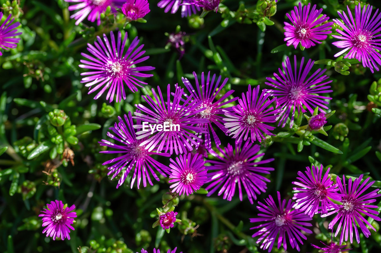 close-up of purple flowers blooming outdoors