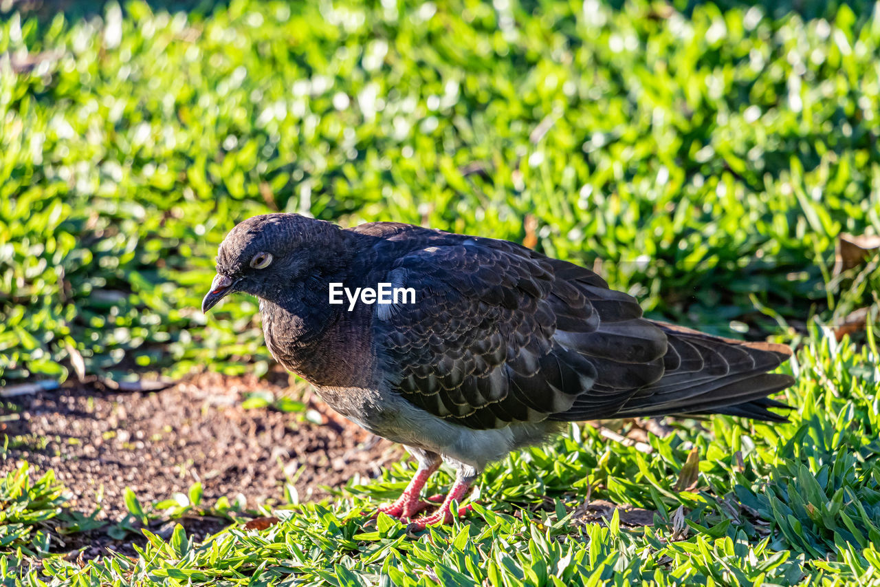 animal themes, animal, bird, animal wildlife, wildlife, one animal, nature, grass, plant, green, beak, day, no people, outdoors, sunlight, blackbird, full length, close-up, land, field, side view, focus on foreground, black, perching