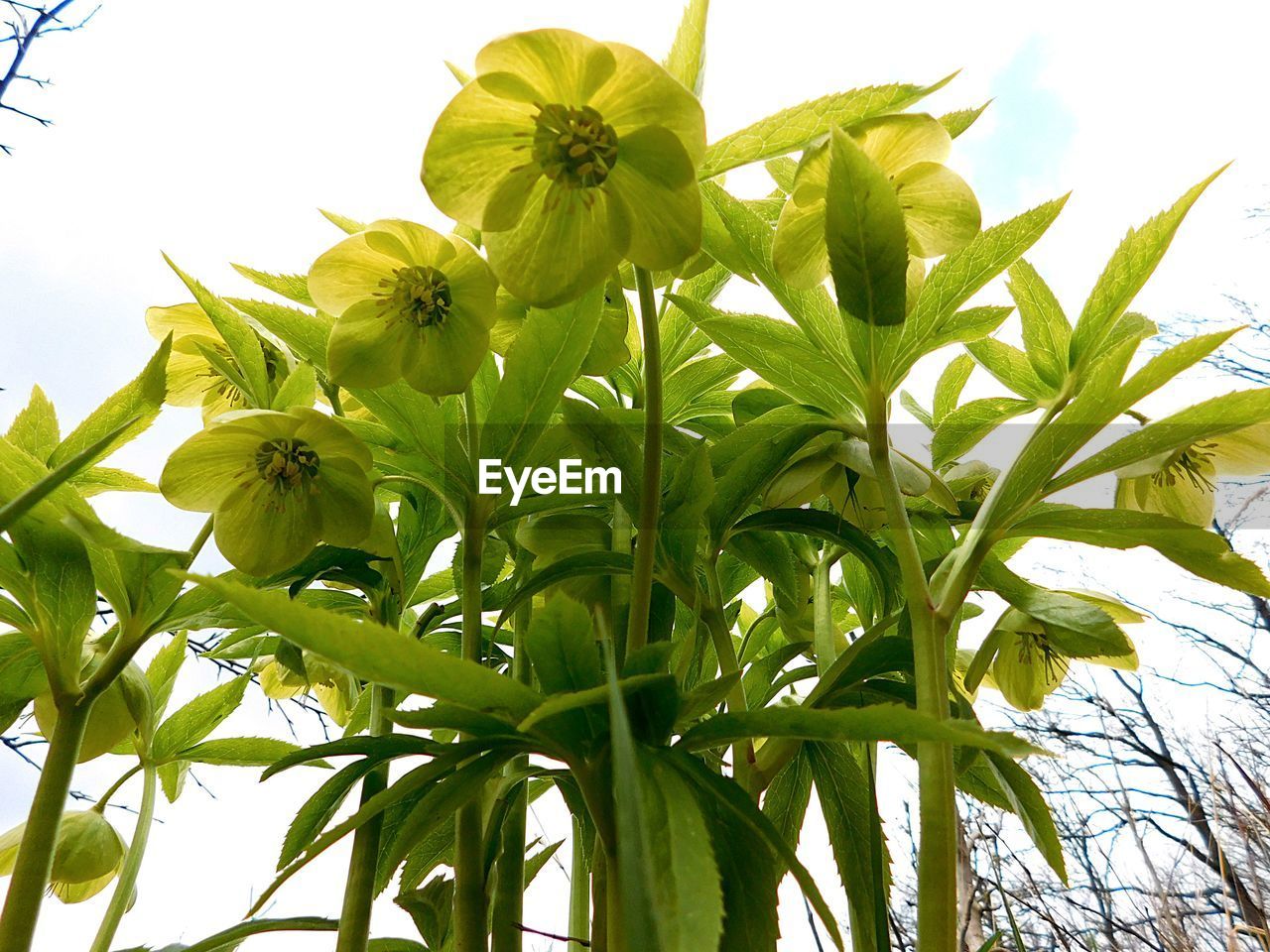 LOW ANGLE VIEW OF FLOWERING PLANT